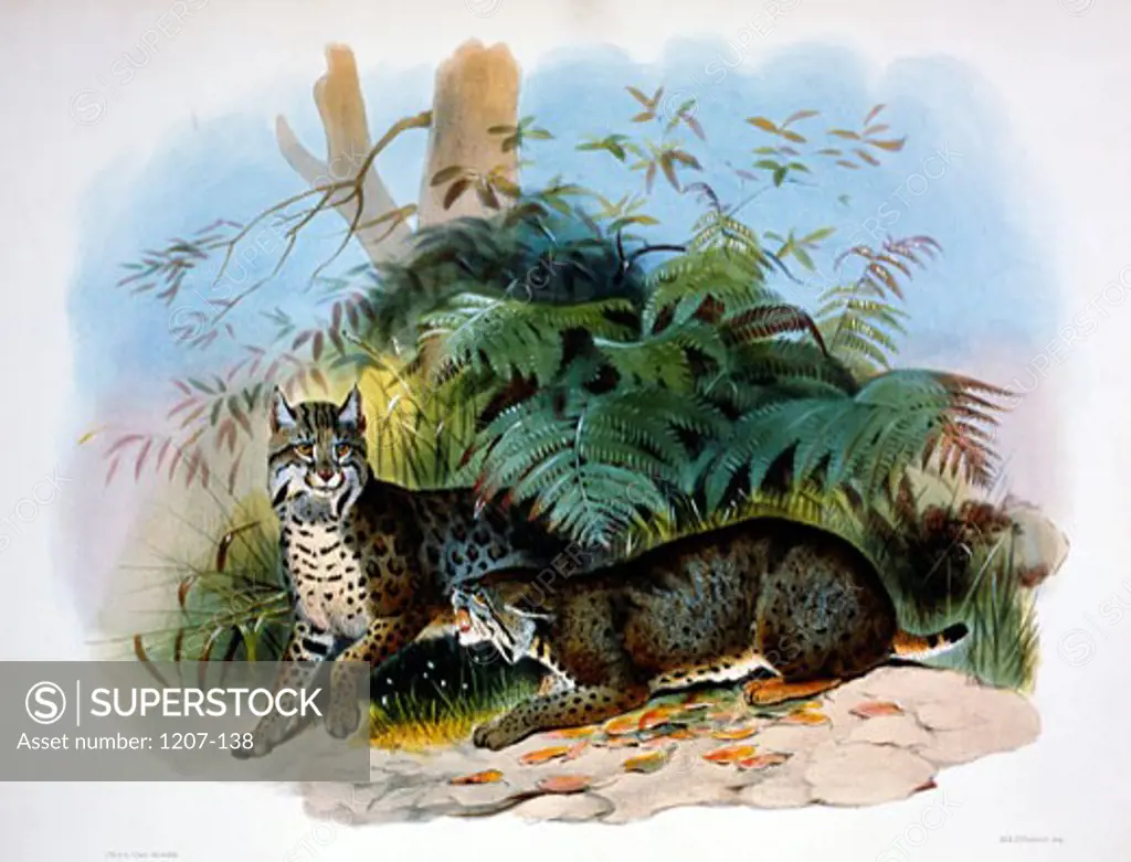 Bay Lynx,  American Wild Cat (Felis Rufa) by Daniel Giraud Elliot,  monograph,  (1835-1915),  USA,  Pennsylvania,  Philadelphia,  Academy of Natural Sciences,  1883