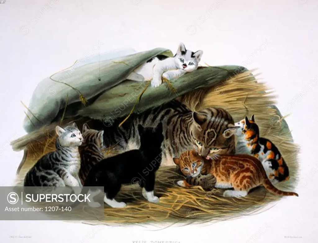 Domestic Cat (Felis Domestica) by Daniel Giraud Elliot,  monograph,  (1835-1915),  USA,  Pennsylvania,  Philadelphia,  Academy of Natural Sciences,  1883
