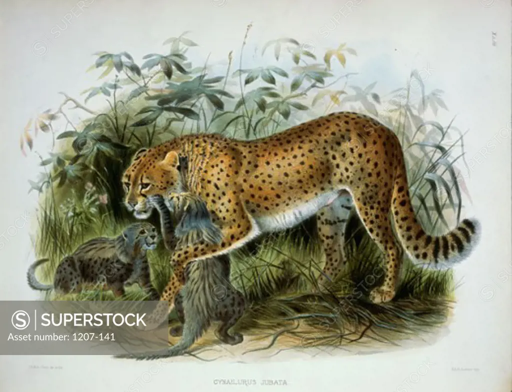 Cheetah (Cynailurus Jubata) 1883 Daniel Giraud Elliot (1835-1915 American) Monograph Academy of Natural Sciences, Philadelphia USA