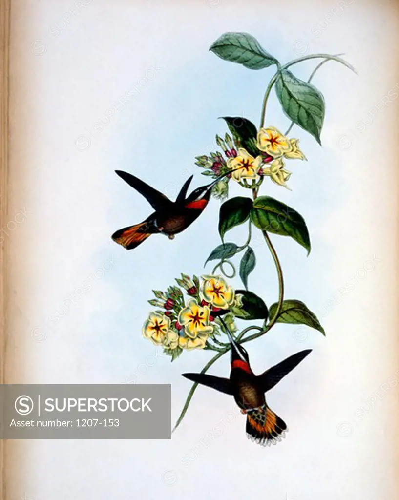 Fawn-Tailed Barbed-Throat Hermit (Threnetes Cervinicauda) by John Gould,  (1804-1881),  USA,  Pennsylvania,  Philadelphia,  Academy of Natural Sciences,  1861