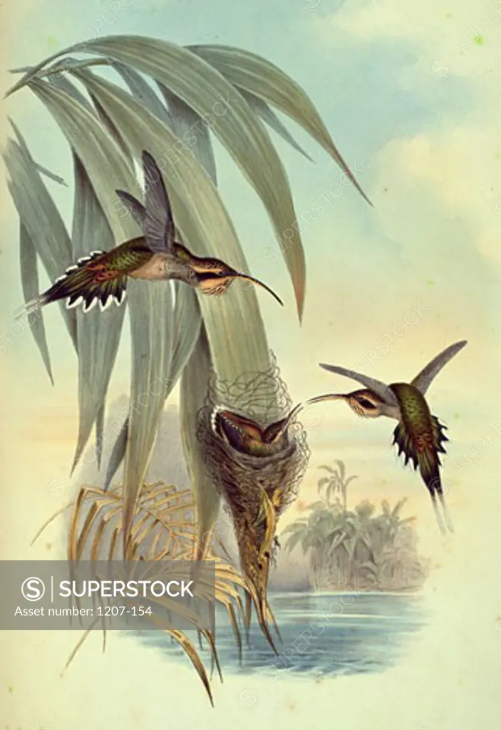 Eurynome Hermit (Phoethornis Eurynome) by John Gould,  (1804-1881),  USA,  Pennsylvania,  Philadelphia,  Academy of Natural Sciences,  1861