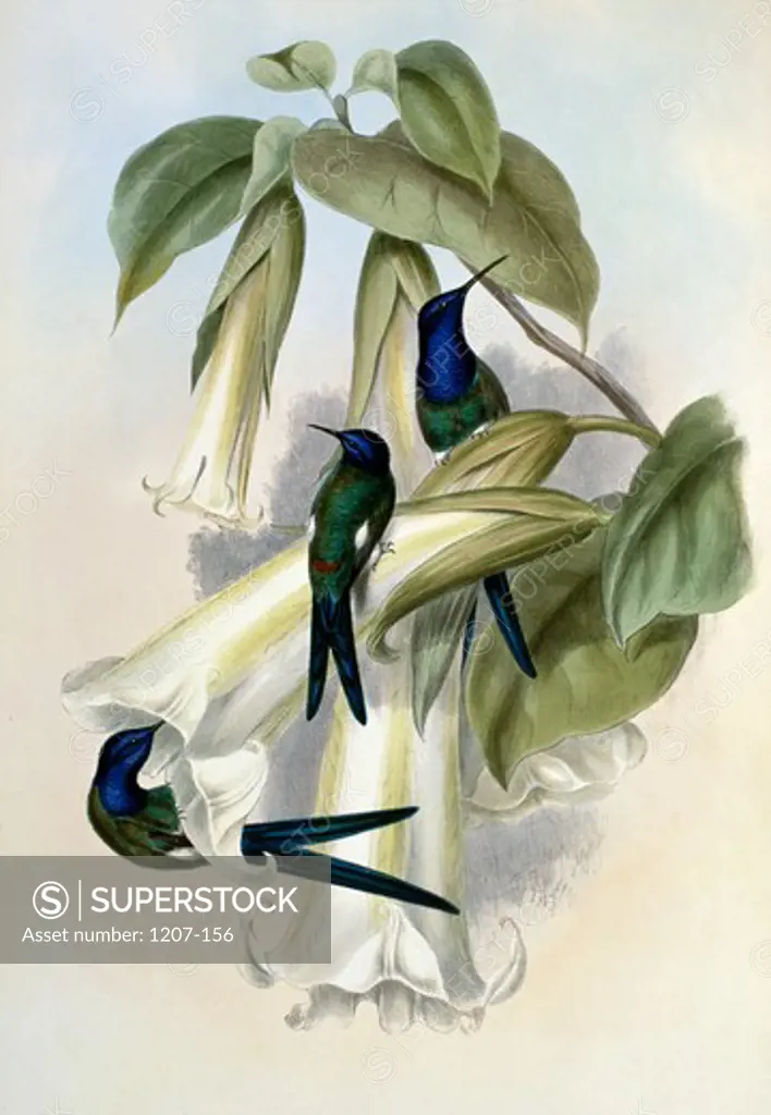 Swallow-Tail  Hermit (Eupetomena Hirundinacea) by John Gould,  (1804-1881),  1861