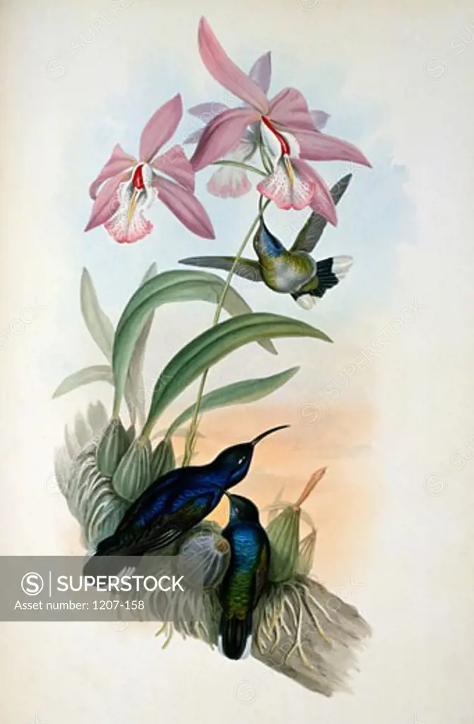 De Lattre's Sabre-Wing Hermit  (Campylopterus Delattrei) by John Gould,  (1804-1881),  1861