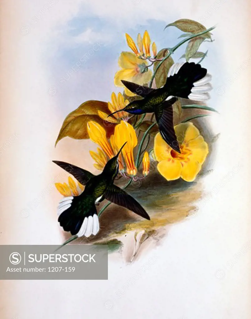 Blue-Throated Sabre-Wing  Hermit (Campylopterus Ensipennis) by John Gould,  (1804-1881),  USA,  Pennsylvania,  Philadelphia,  Academy of Natural Sciences,  1861