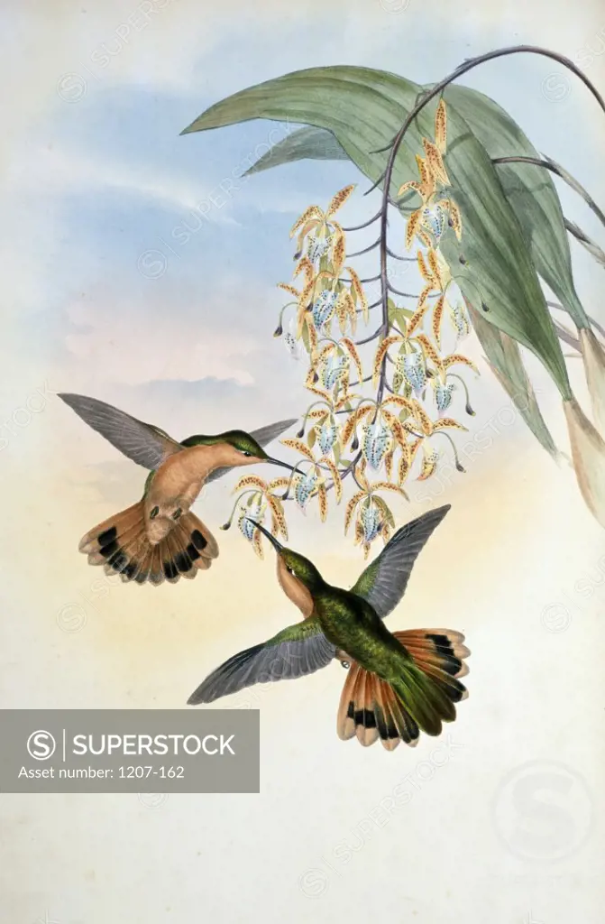 Fawn-Breasted Sabre-Wing  Hermit (Campylopterus Rufus) by John Gould,  (1804-1881),  USA,  Pennsylvania,  Philadelphia,  Academy of Natural Sciences,  1861