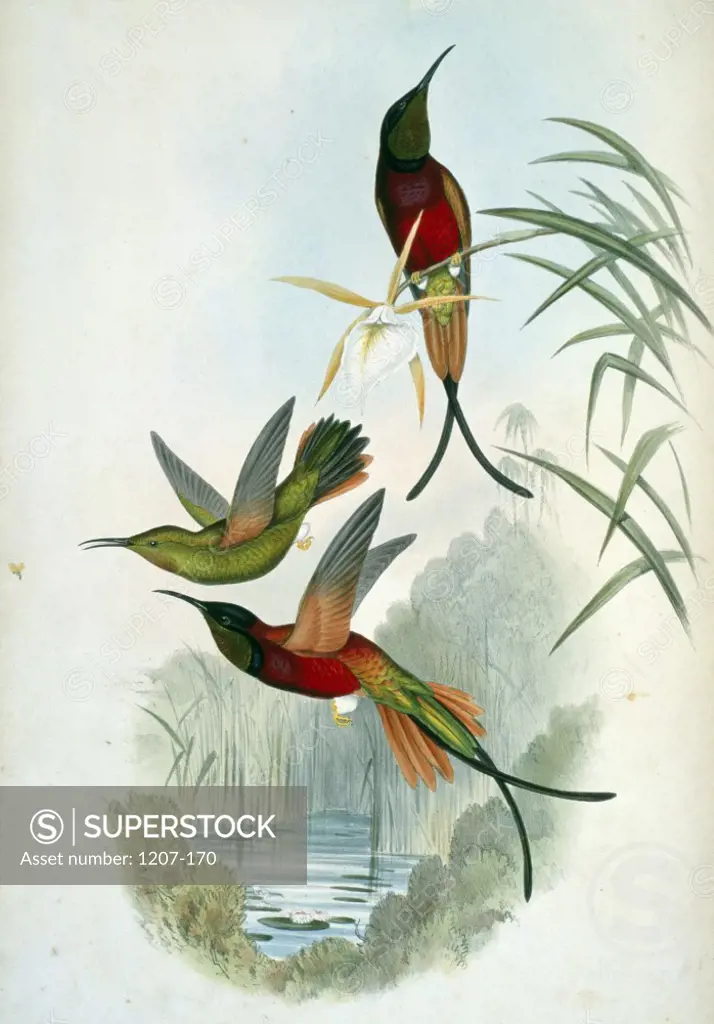 Crimson Topaz (Topaza Pella) by John Gould,  (1804-1881),  USA,  Pennsylvania,  Philadelphia,  Academy of Natural Sciences,  1861