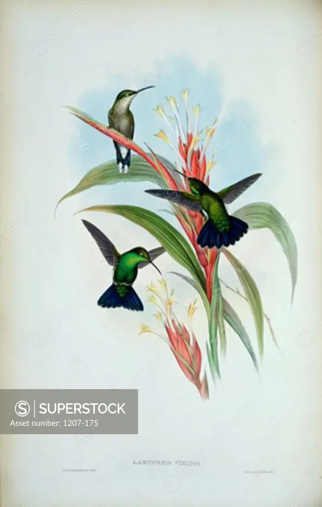 Blue-Tailed Mango (Lampornis Viridis) 1861 1861 John Gould (1804-1881 British) Monograph Academy of Natural Sciences, Philadelphia USA