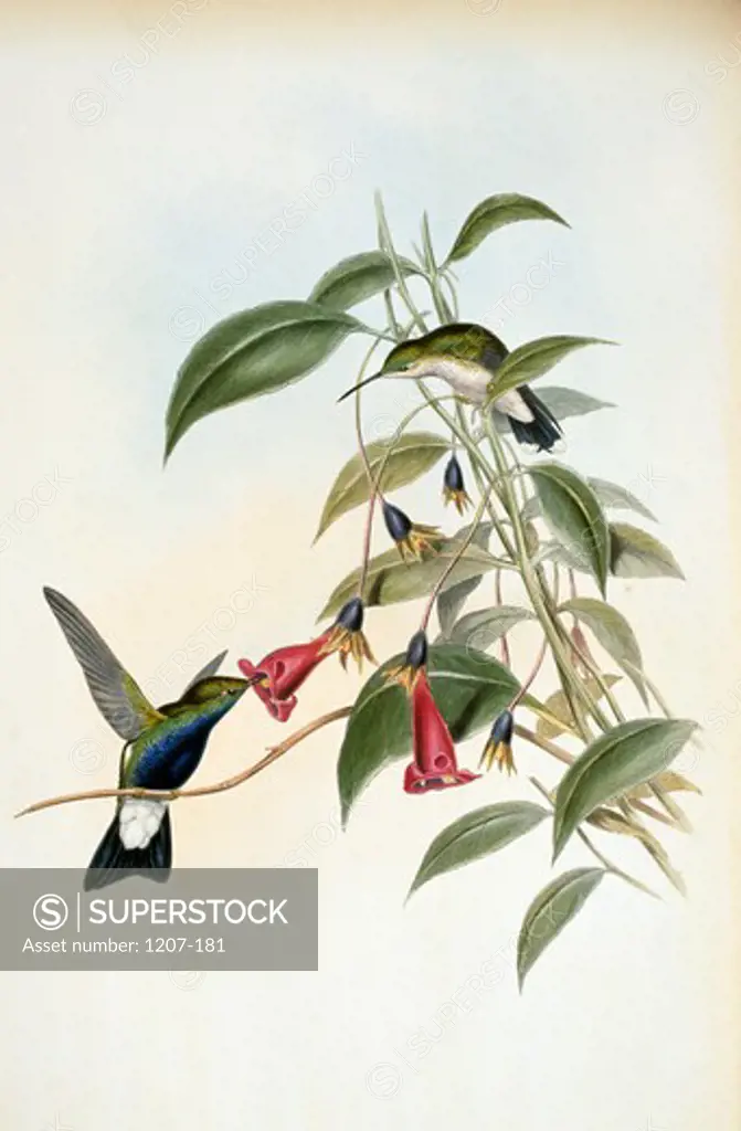 Blue-Breasted Plumeleteer (Hypuroptila Caeruleigaster) by John Gould,  (1804-1881),  USA,  Pennsylvania,  Philadelphia,  Academy of Natural Sciences,  1861