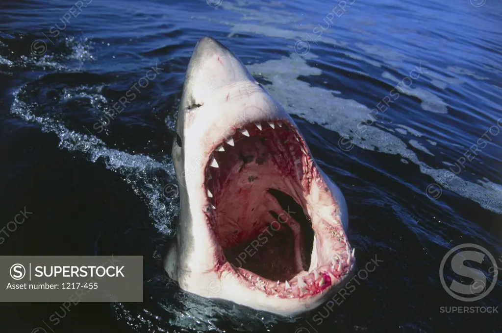 Great White Shark with its mouth open