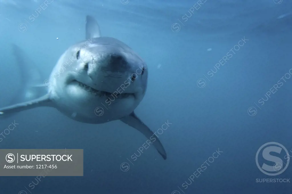 Great White Shark    