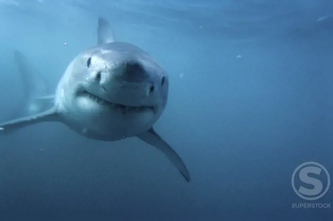 Great White Shark    