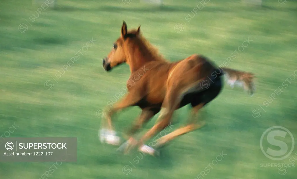 A foal running in a grassy field