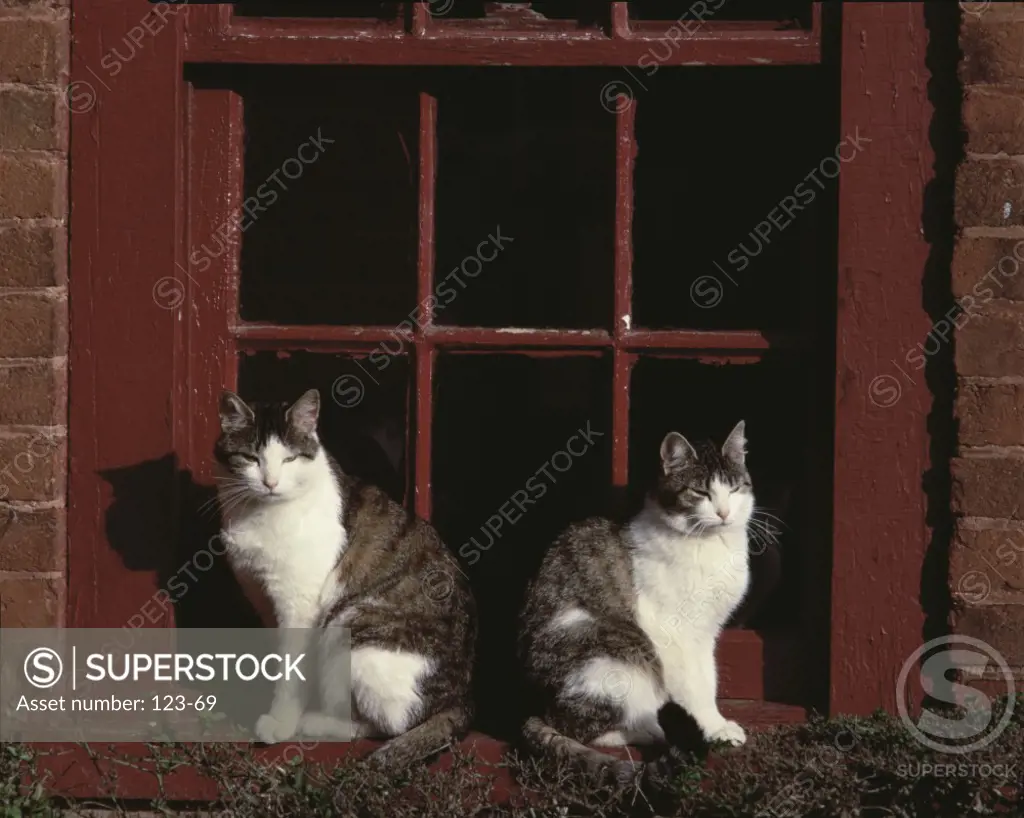Two cats sitting in front of a door