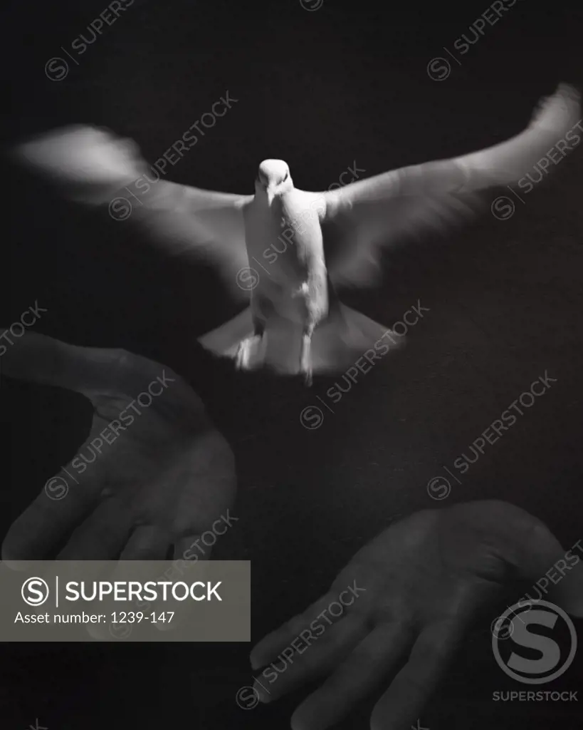 Close-up of a person releasing a White Dove