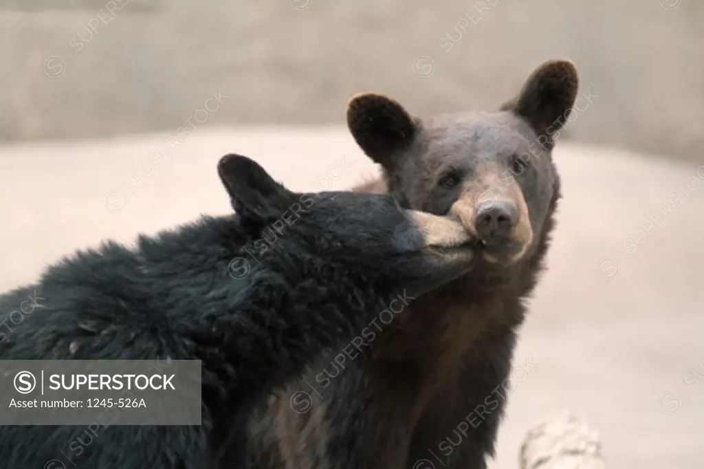 Close-up of two Brown Bears nuzzling (Ursus arctos)