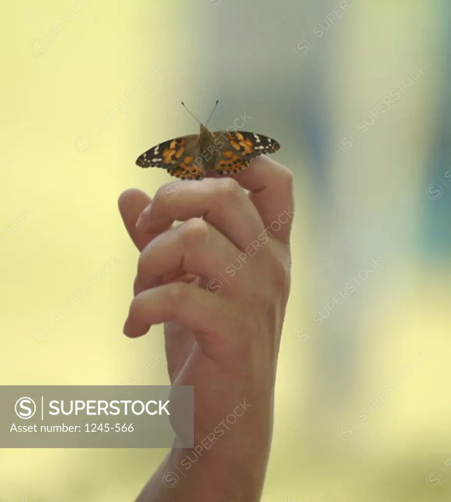 Close-up of a Painted Lady Butterfly on a person's hand (Vanessa cardui)