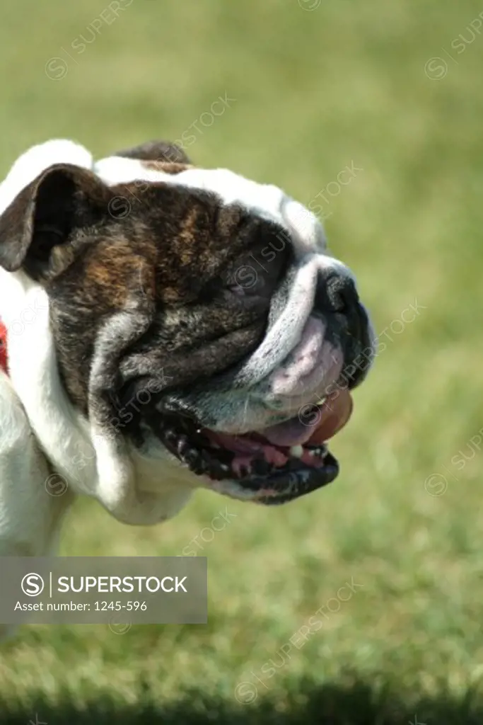 Close-up of a bulldog panting