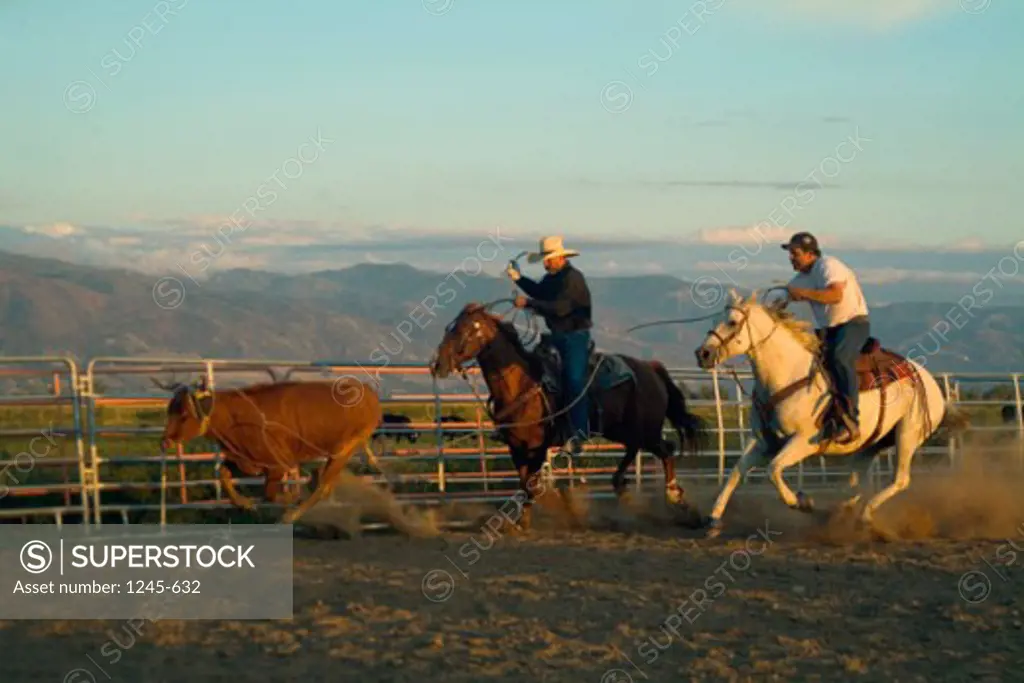 Side profile of two cowboys riding horses and lassoing a cow, Utah, USA
