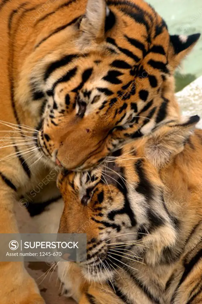 Thailand, Chang Mai, Large male tiger touching Indo-Chinese Tiger (Panthera tigris)