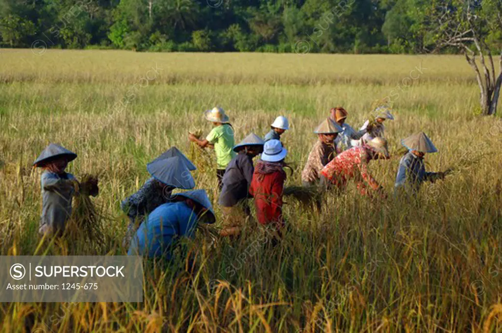 Cambodia, People harvesting rice