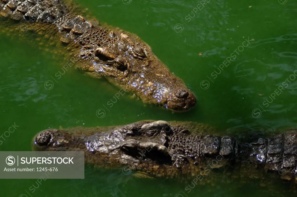 Cambodia, Crocodiles in river