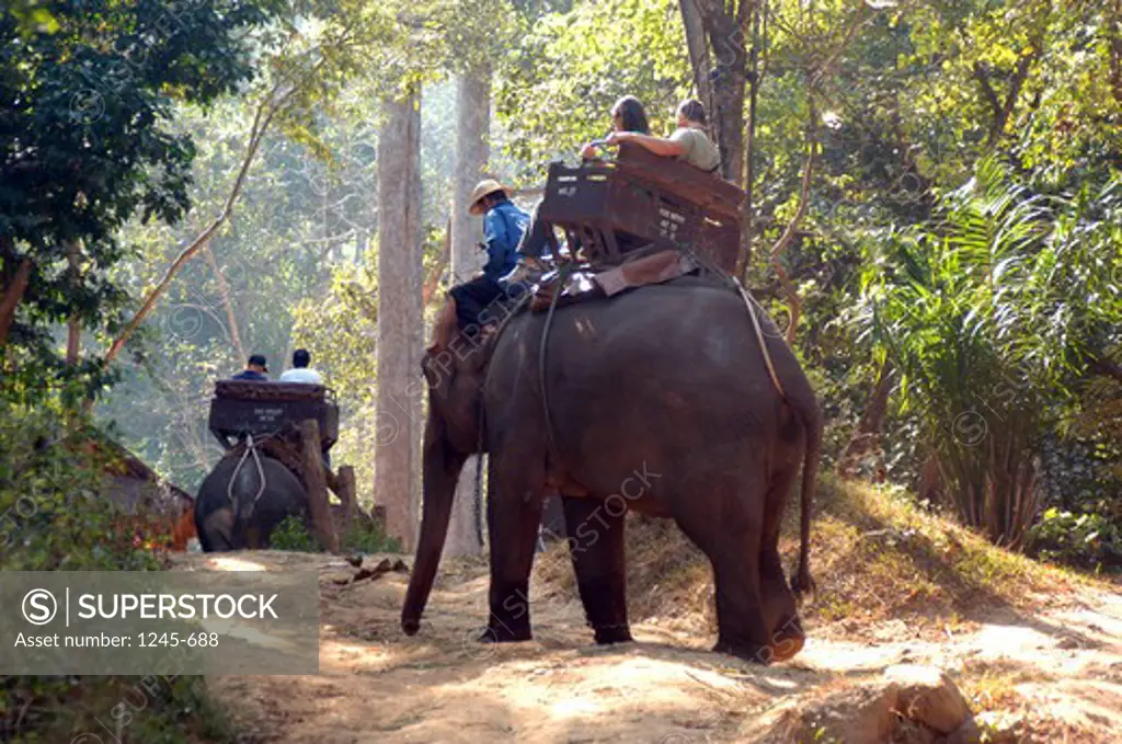 Thailand, Chang Mai, Tourists ride on elephants in jungle