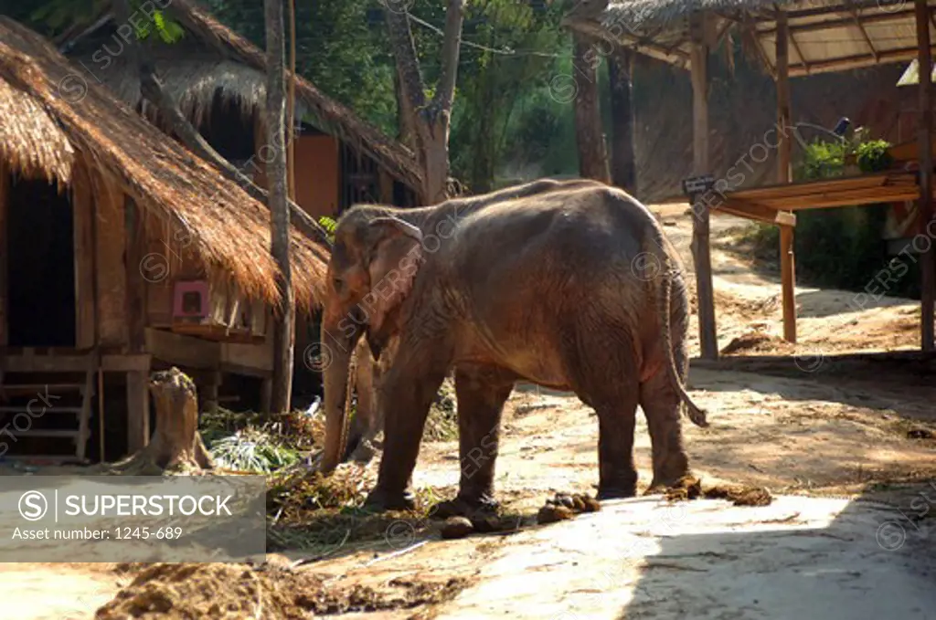 Thailand, Chang Mai, Elephant in village