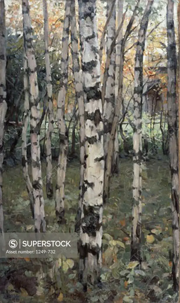 Birches Petrovskoe, Tver Province by Konstantin Fedorovic Juon, oil on canvas, 1899, 1875-1958