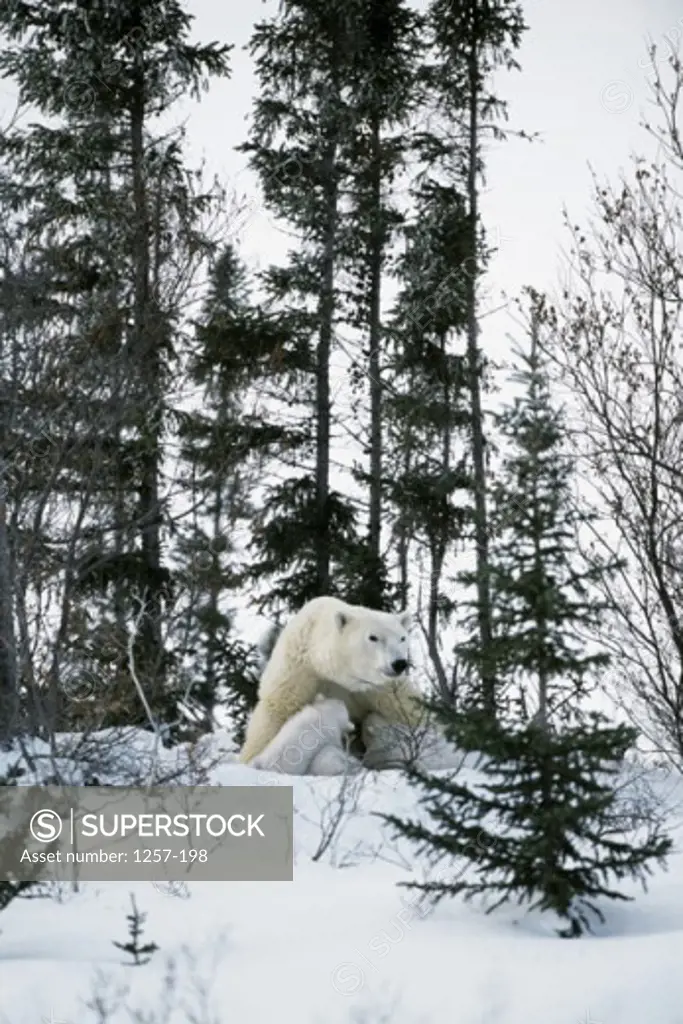 Polar Bears Wapusk National Park Manitoba Canada