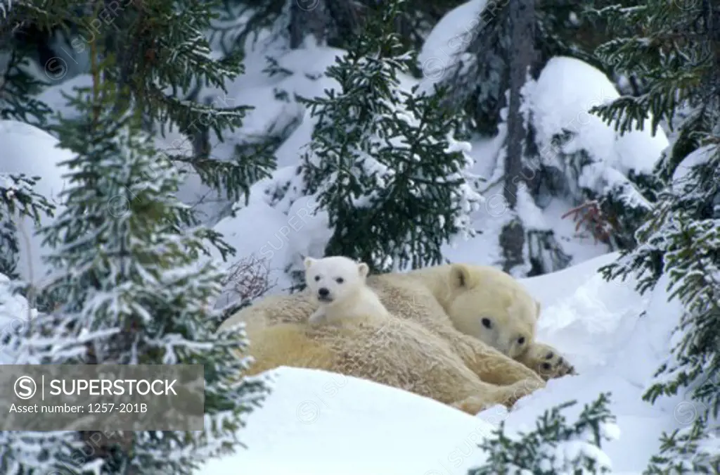 Polar Bears Wapusk National Park Manitoba Canada