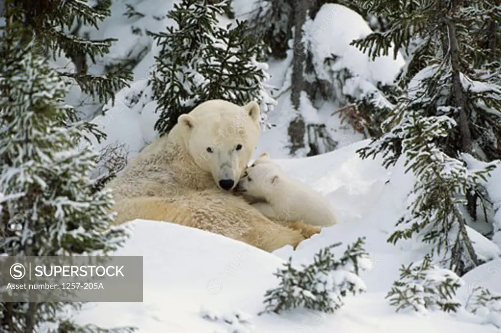 Polar Bear lying in snow with its two cubs ( Ursus maritimus)
