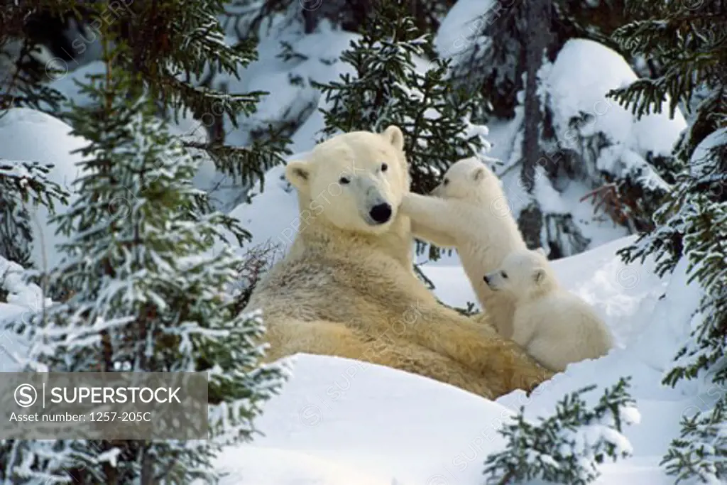 Polar Bear lying in snow with its two cubs ( Ursus maritimus)