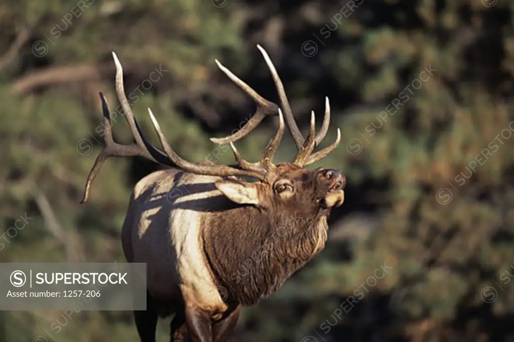 Elk Rocky Mountain National Park Colorado USA