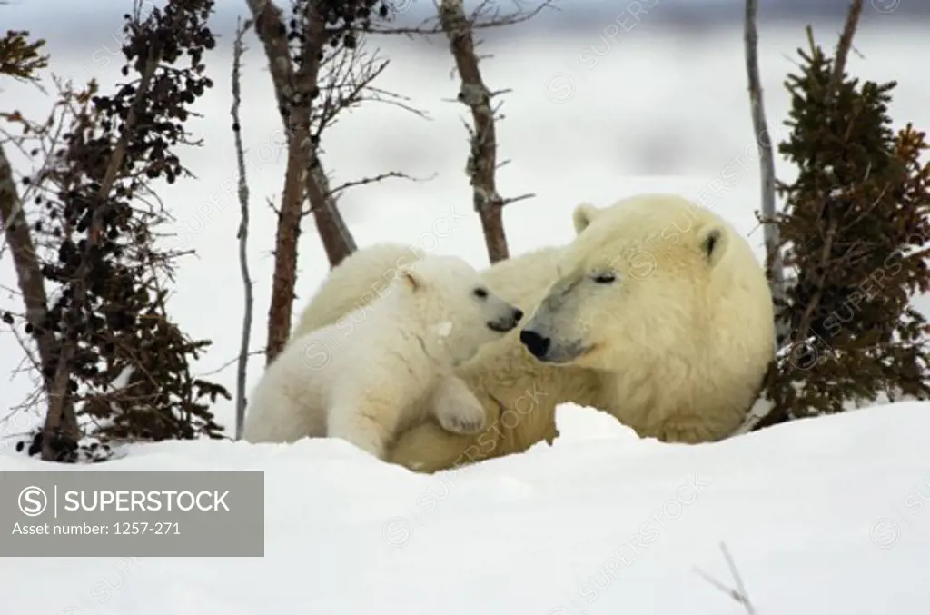 Polar Bear with its cub, Wapusk National Park, Manitoba, Canada (Ursus maritimus)