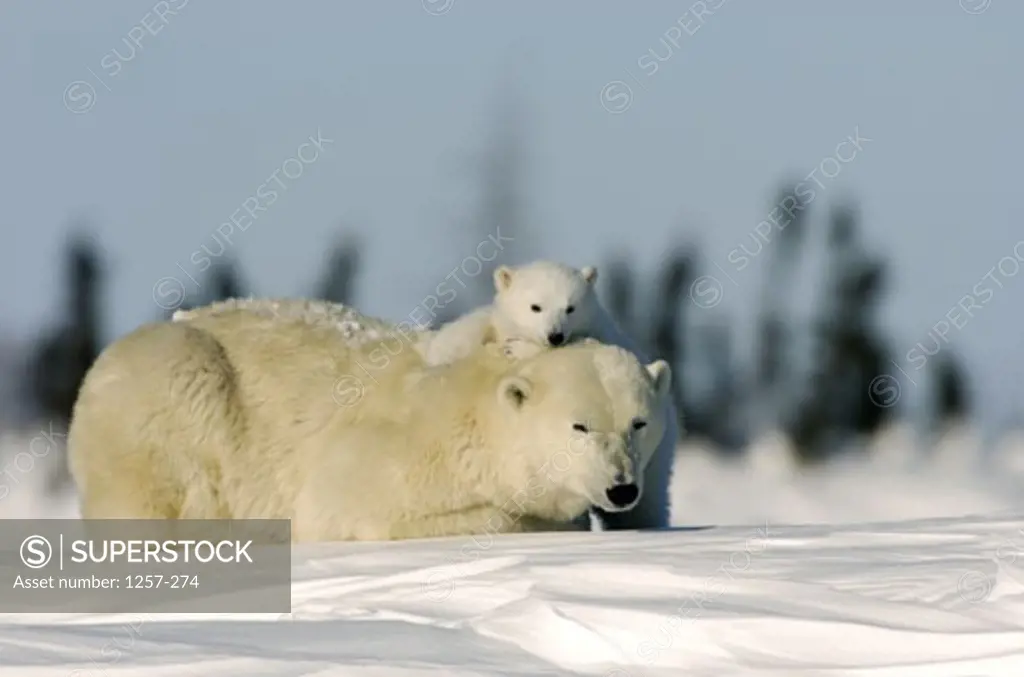 Polar Bear resting with its cub, Wapusk National Park, Manitoba, Canada (Ursus maritimus)