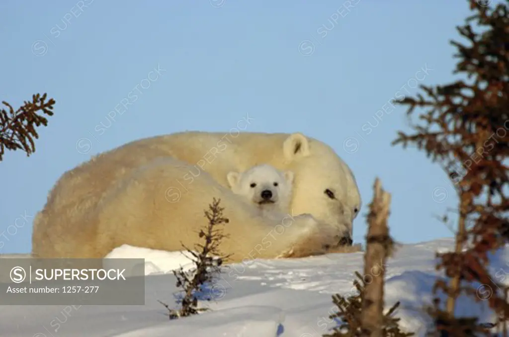 Low angle view of a Polar Bear resting with its cub, Wapusk National Park, Manitoba, Canada (Ursus maritimus)
