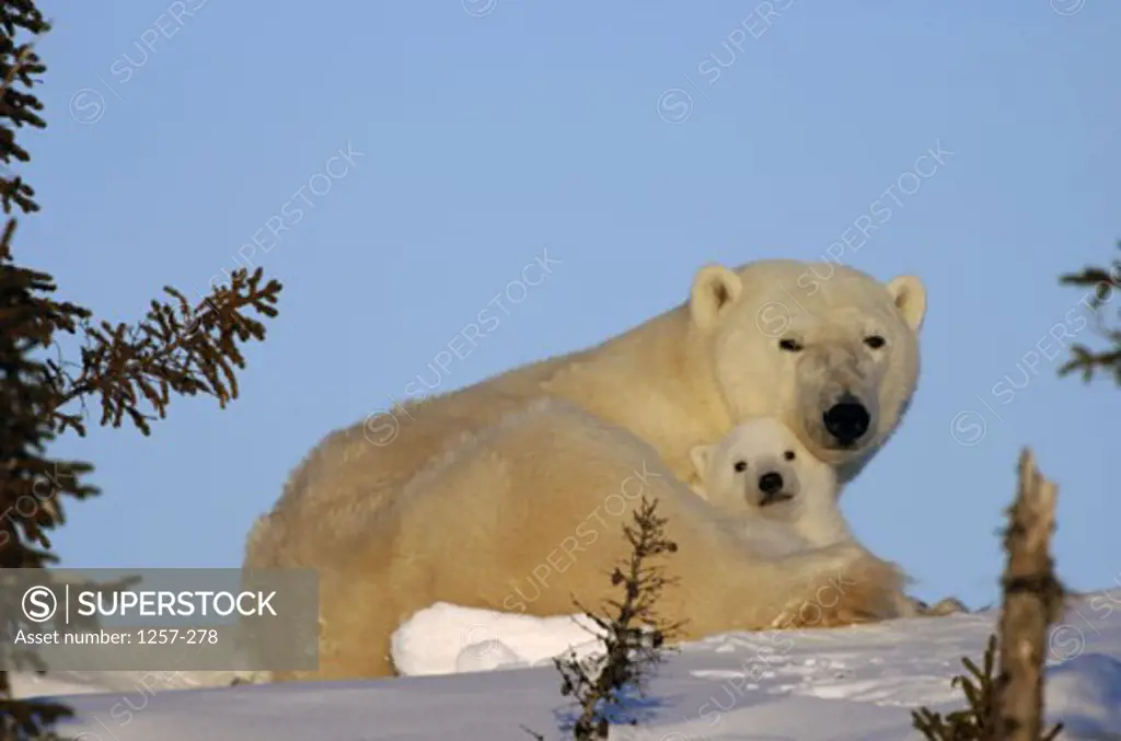 Low angle view of a Polar Bear with its cub, Wapusk National Park, Manitoba, Canada (Ursus maritimus)