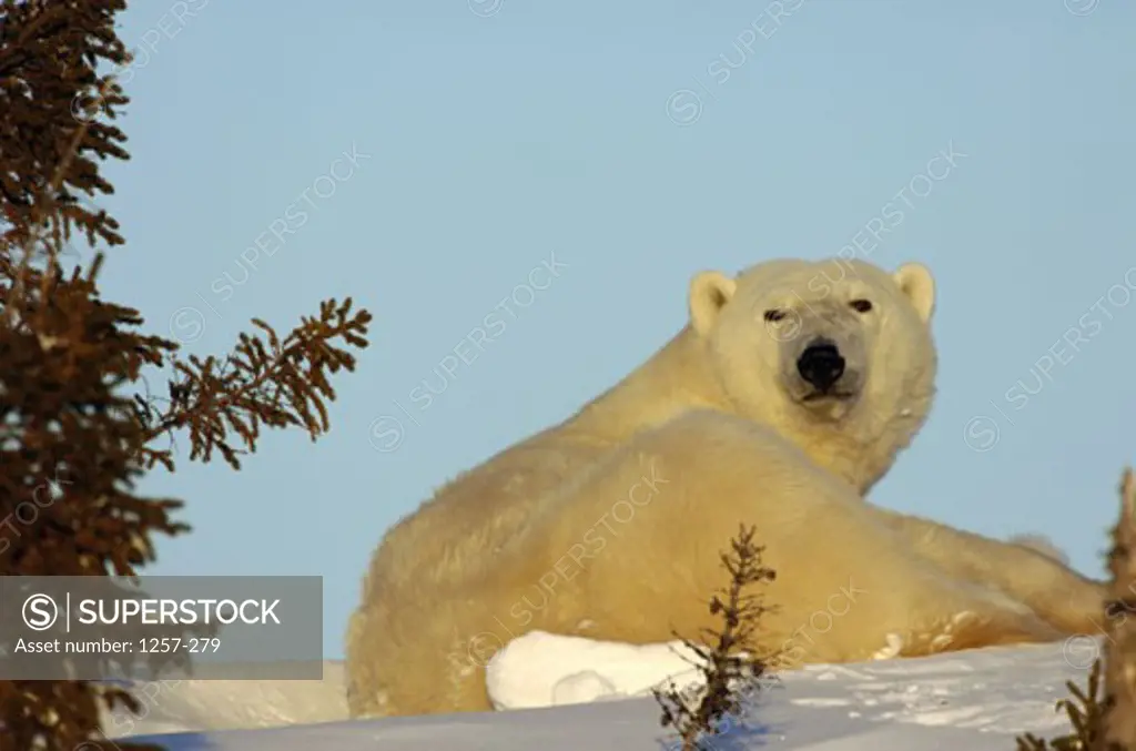 Low angle view of a Polar Bear, Wapusk National Park, Manitoba, Canada (Ursus maritimus)