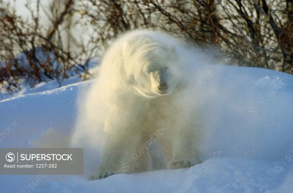 Close-up of a Polar Bear shaking off snow, Wapusk National Park, Manitoba, Canada (Ursus maritimus)