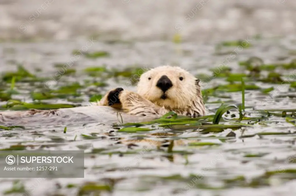 Sea Otter floating on water (Enhydra lutris)