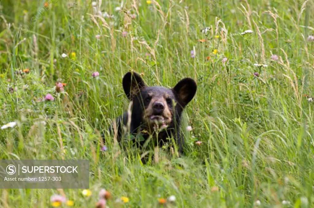 High angle view of a Black Bear in a field