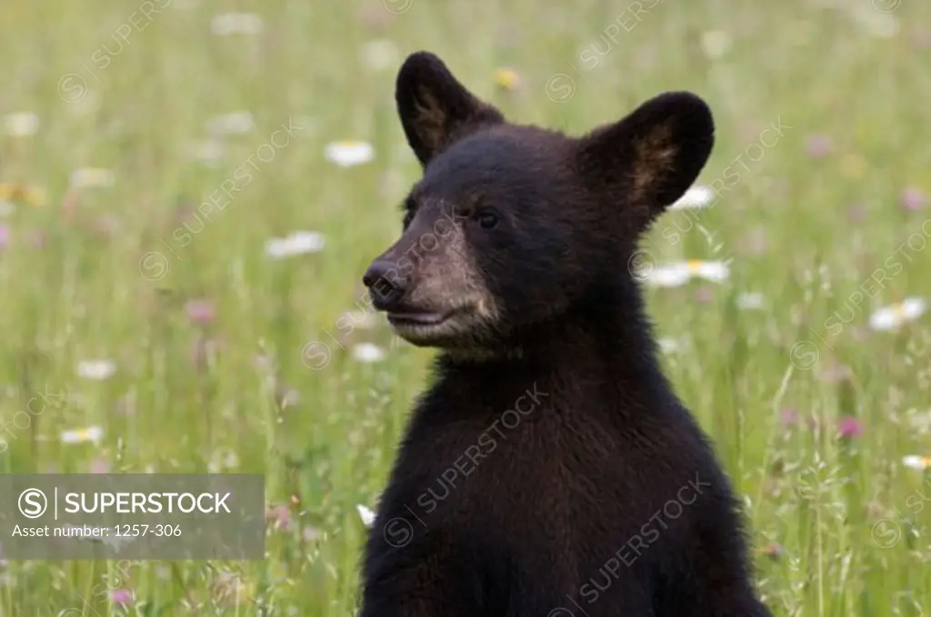 Close-up of a Black Bear in a field