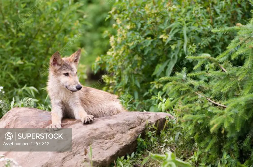 Gray Wolf lying on a rock (Canis lupus)