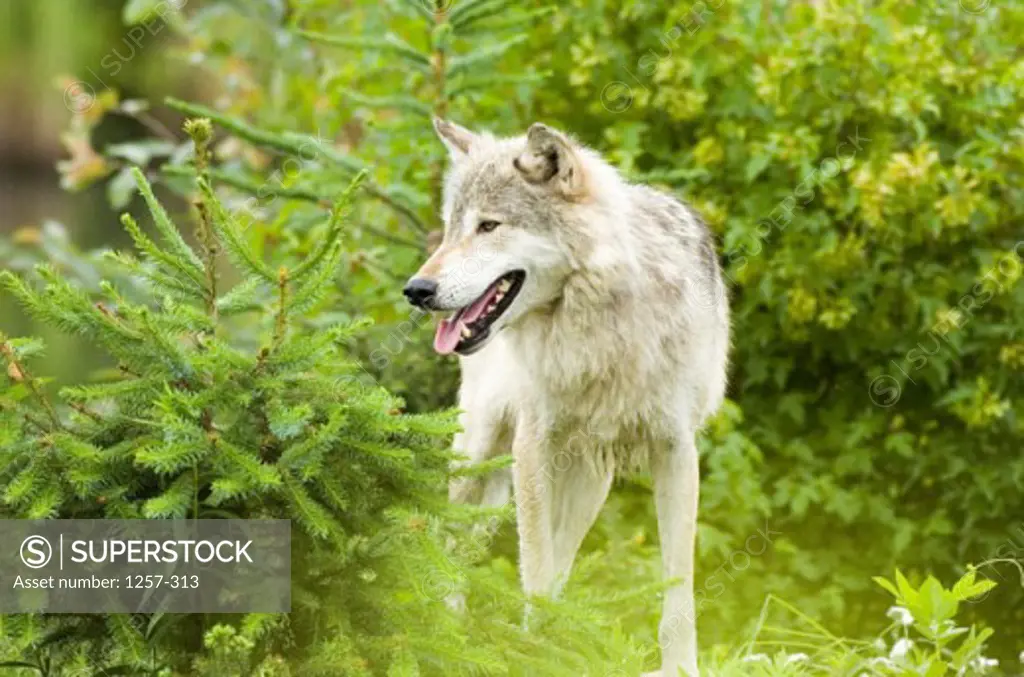 Gray Wolf panting (Canis lupus)