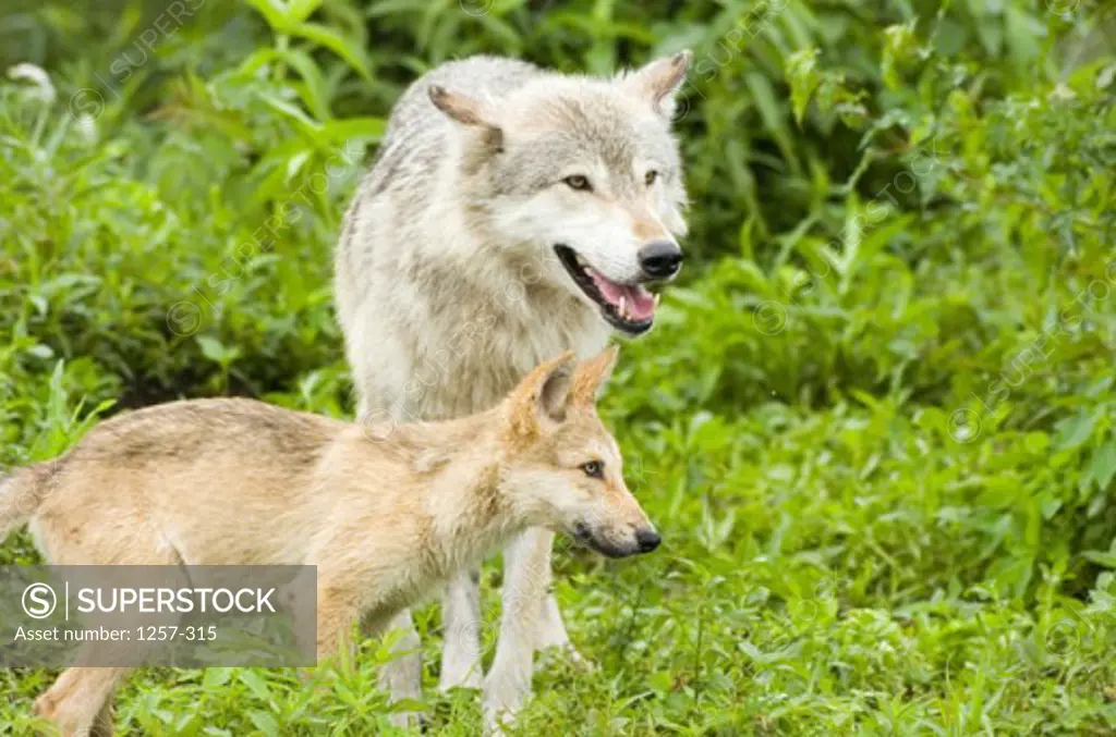 Close-up of a Gray Wolf standing with its cub in a field (Canis lupus )