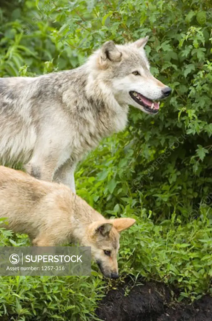 Side profile of a Gray Wolf standing with its cub in a field (Canis lupus)