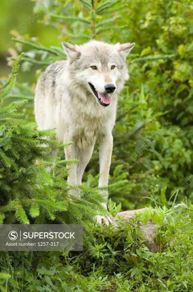 Gray Wolf standing on a rock (Canis lupus)