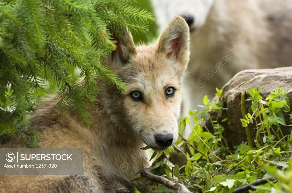 Close-up of a Gray Wolf lying near a rock (Canis lupus)