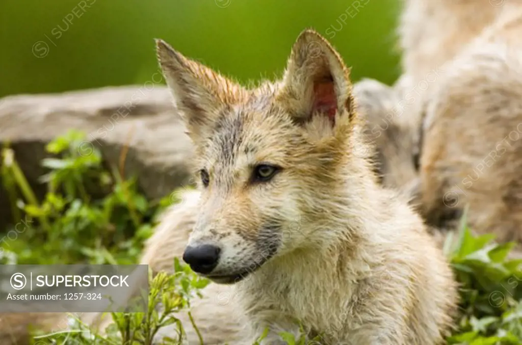 Close-up of a Gray Wolf lying near a rock (Canis lupus)