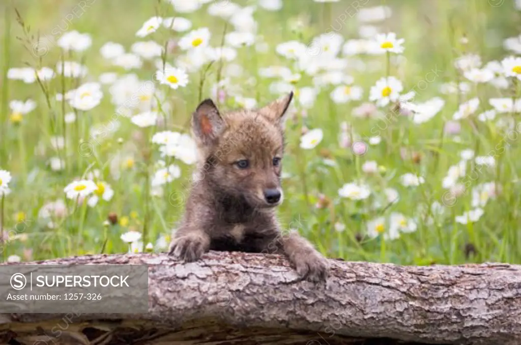Gray Wolf cub on a log (Canis lupus)